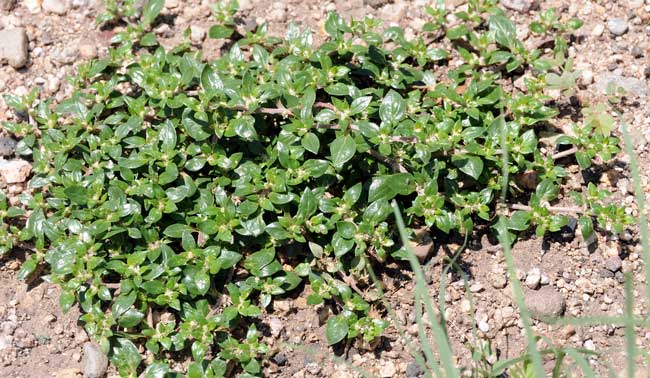 3 Khaki Weed is also called Mat Chaff-flower and Washerwoman. These plants have been introduced from Central and South America. Plants are perennial and may grow up to 3 feet. Note the ability to form mats spreading along the ground. Alternanthera caracasana 3 Khaki Weed is also called Mat Chaff-flower and Washerwoman. These plants have been introduced from Central and South America. Plants are perennial and may grow up to 3 feet. Note the ability to form mats spreading along the ground. Alternanthera caracasana